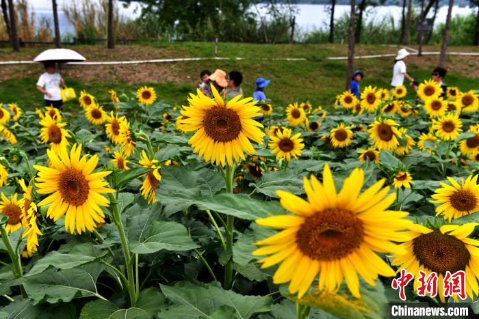 图为游人在福州乌龙江湿地公园内欣赏向日葵。　张斌 摄