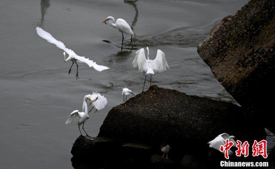 白鹭在闽江沿岸捕食。(王东明 摄)