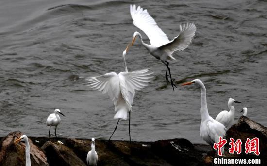 白鹭嬉戏玩耍。(王东明 摄)