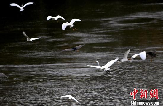 闽江生态向美,鹭鸟纷飞。(王东明 摄)
