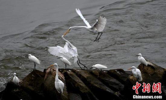 白鹭嬉戏玩耍。(王东明 摄)