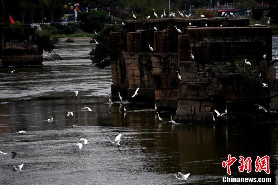 白鹭在闽江老桥墩边上飞翔。(王东明 摄)