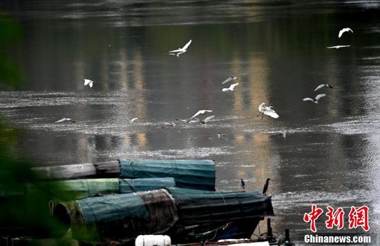 鹭鸟在小渔船边上飞翔。(王东明 摄)