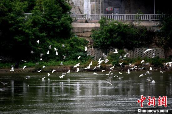闽江生态向美,鹭鸟纷飞。(王东明 摄)