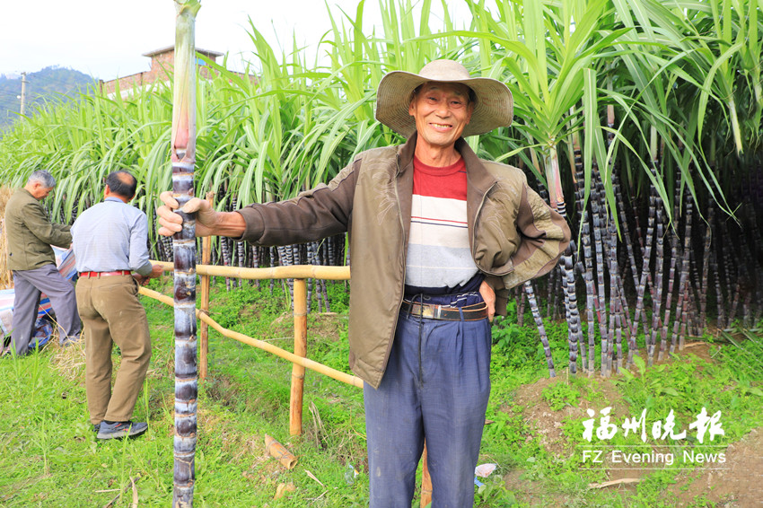 连江蓼沿甘蔗将制成朗姆酒出口