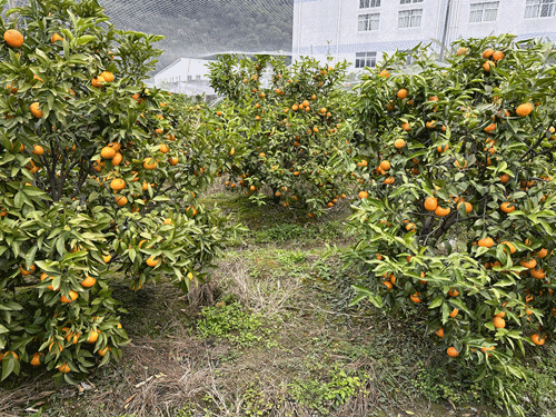 黄了枝头、甜上心头!长乐这里的沃柑熟啦→ 黄了枝头、甜上心头!长乐这里的沃柑熟啦→