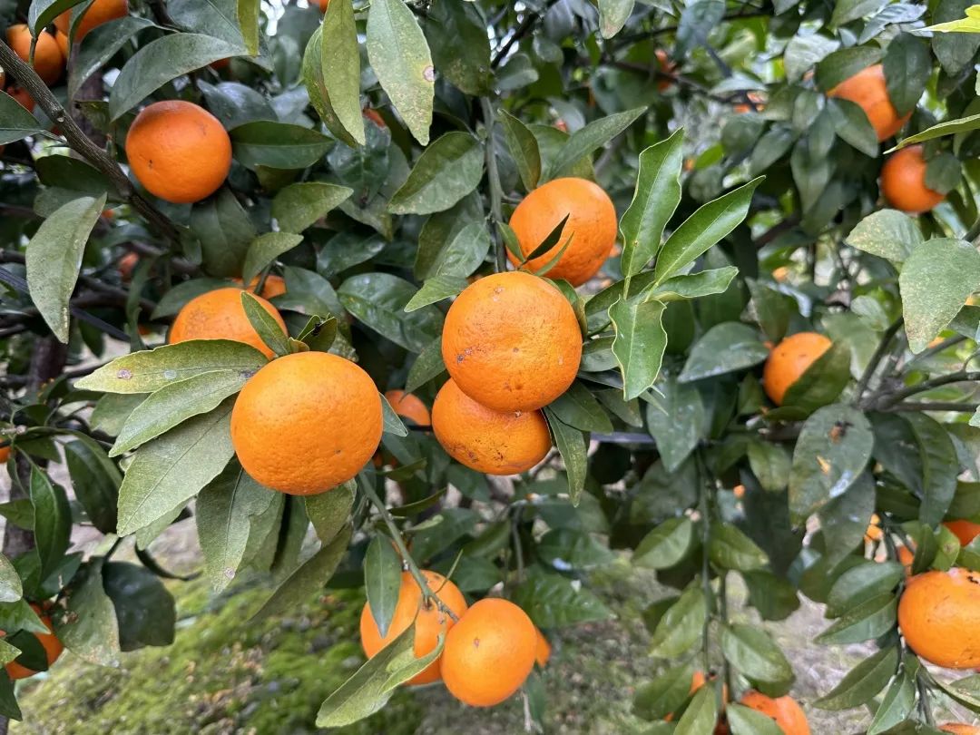 黄了枝头、甜上心头!长乐这里的沃柑熟啦→ 黄了枝头、甜上心头!长乐这里的沃柑熟啦→