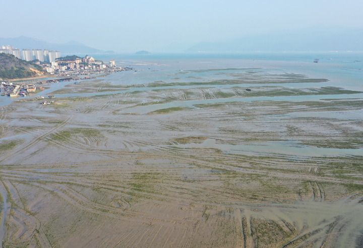 新华社关注福建：推进互花米草综合治理及生态修复