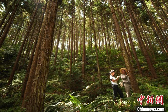 图为三明市尤溪县丰产林。 吴步存 摄