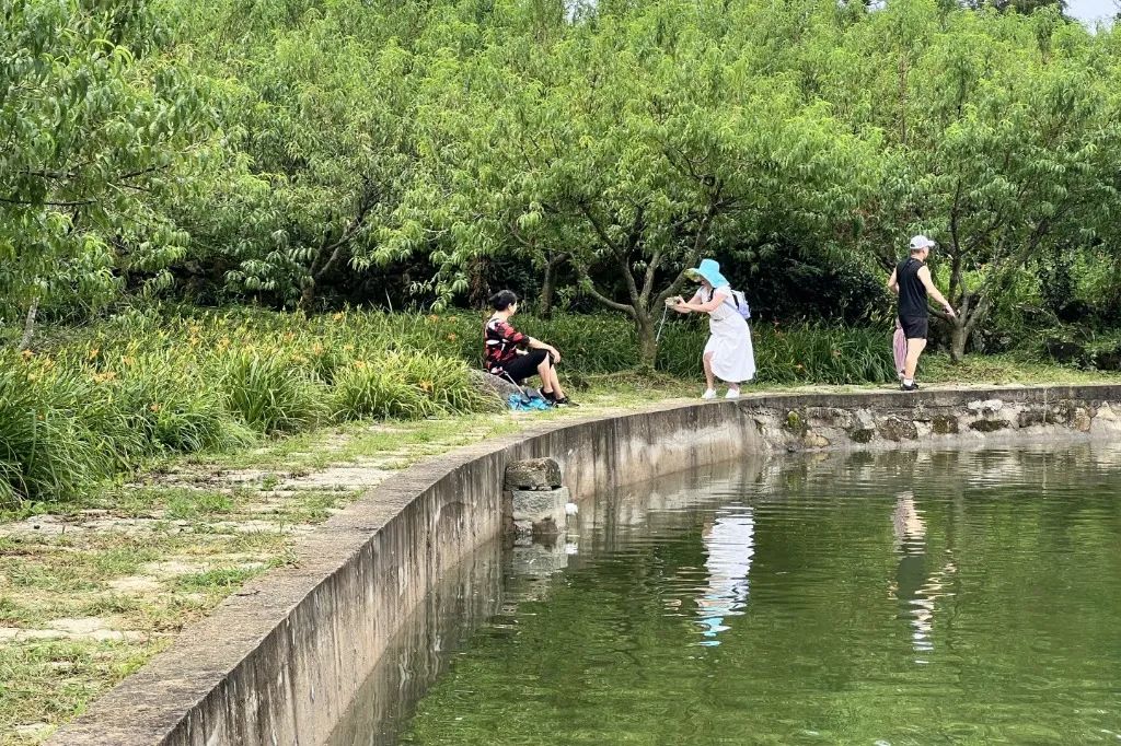 美！永泰这里遍地“金针”