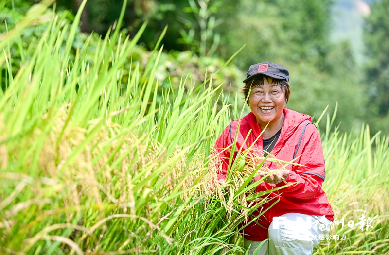 种粮“女状元”逐梦田野——罗源新农人叶玉冰的故事 种粮“女状元”逐梦田野——罗源新农人叶玉冰的故事