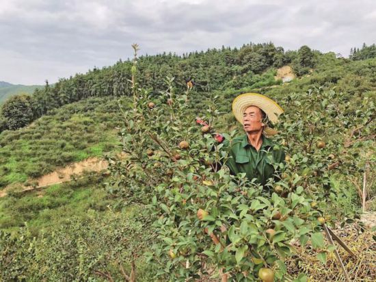 林农林文寿在油茶林劳作