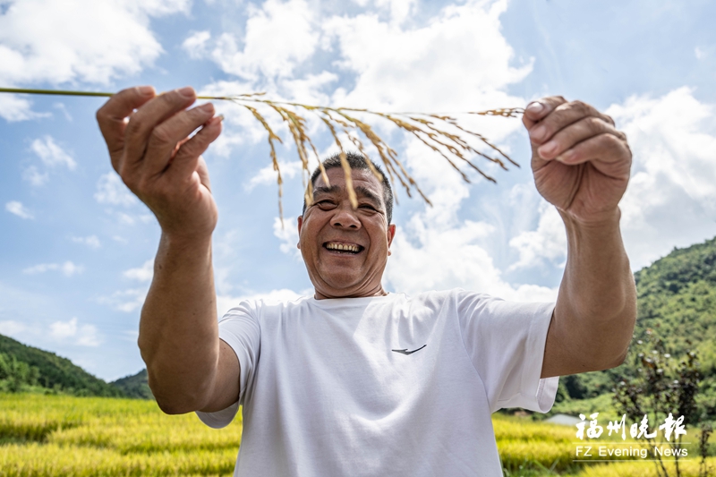 罗源王认村:最美梯田好“丰”景 罗源王认村:最美梯田好“丰”景