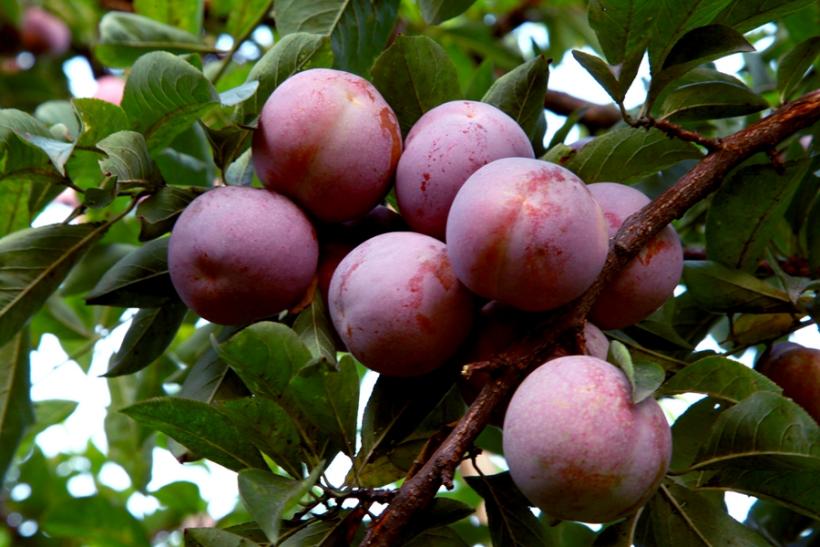 永泰李果形美味佳,颇受市场青睐。永泰县委宣传部供图